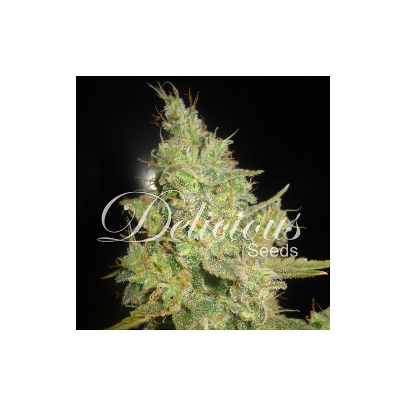 Critical Kali Mist, Фасовка: 3